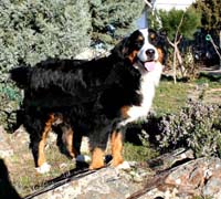Bernese Canto